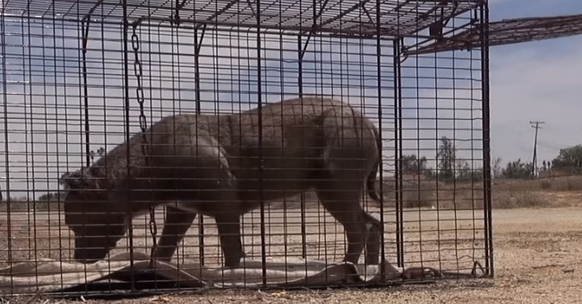 Bunny pitbull Bunny pitbull