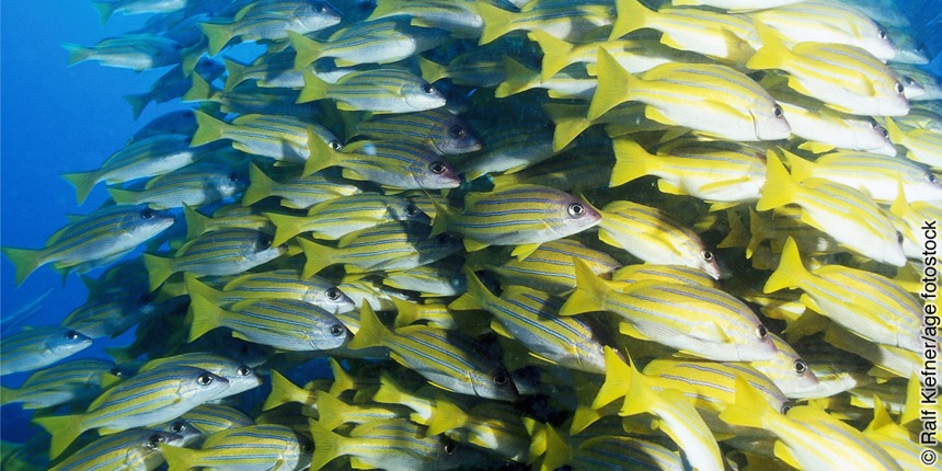 Conjunto de animales