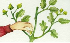 Flores duraderas