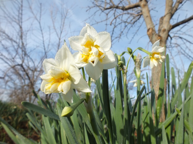 Significado flor narciso
